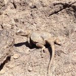 Local fauna.