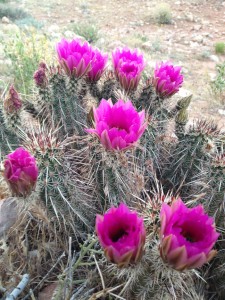 Desert cactus in bloom!